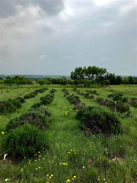 Obregon Ranch (5/14/2019 - Credits: Jariah Obregon)