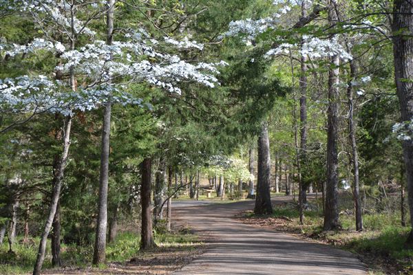 Davey Dogwood Park (7/8/2019 - Credits: Palestine Visitors Center)