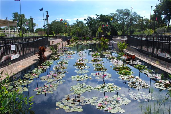 International Waterlily Collection (6/13/2019)