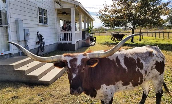 The Rustoration Ranch (8/2/2020 - Credits: Self)