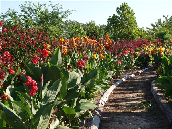 Clark Gardens Botanical Park (1/11/2021)