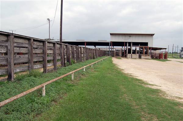 Navasota Livestock Auction (9/15/2009)