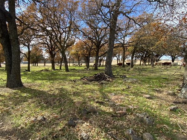 Fairlea Longhorn Ranch (12/7/2022)