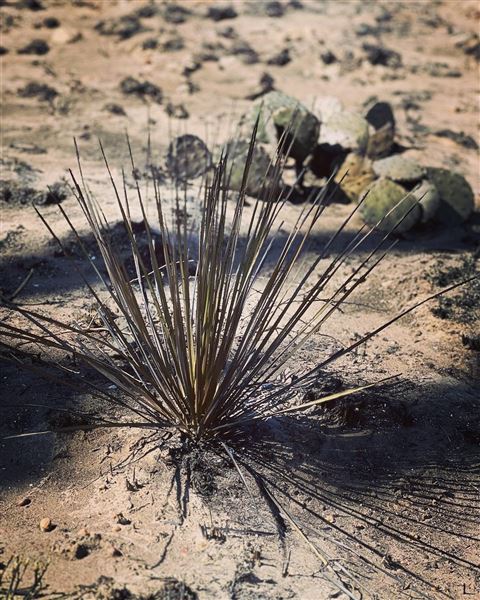 Borger Outskirts (4/30/2022 - Credits: Deidra Thomas; Charles Gillingham)