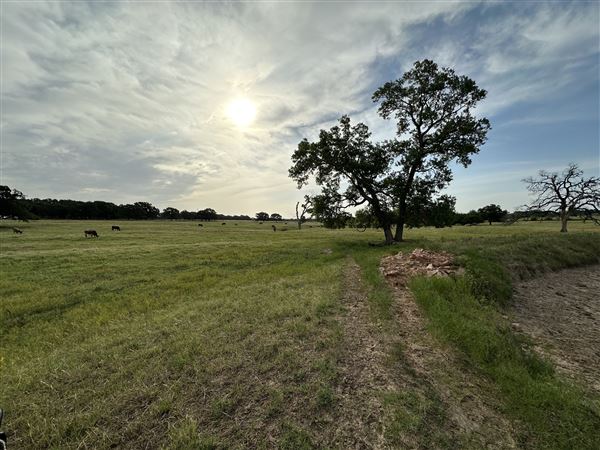 Fairlea Longhorn Ranch (7/20/2023 - Credits: K.Beck)