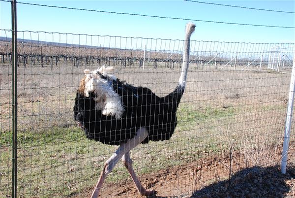 Blue Ostrich Winery & Vineyard (1/27/2023 - Credits: Gabriel Ornelas)