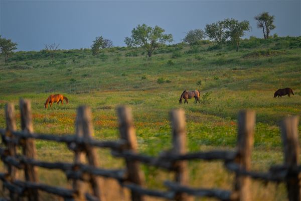 Lambshead Ranch (8/20/2024 - Credits: The photos are a collection from family members and photographers that have visited. All taken within the last 5 years or so- majority in the last 6 months.)
