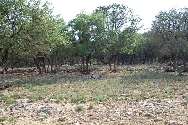Natural Bridge Wildlife Ranch (4/7/2011)