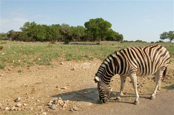 Natural Bridge Wildlife Ranch (4/7/2011)