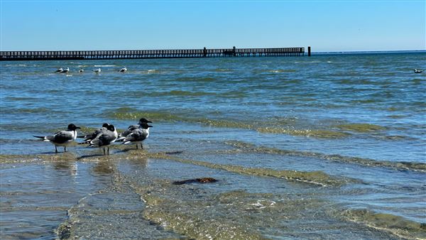 Rockport Beach Park (2/25/2025 - Credits: submitted by: Jennifer Day)