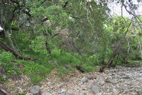 Phil Hardberger Park (4/7/2012)