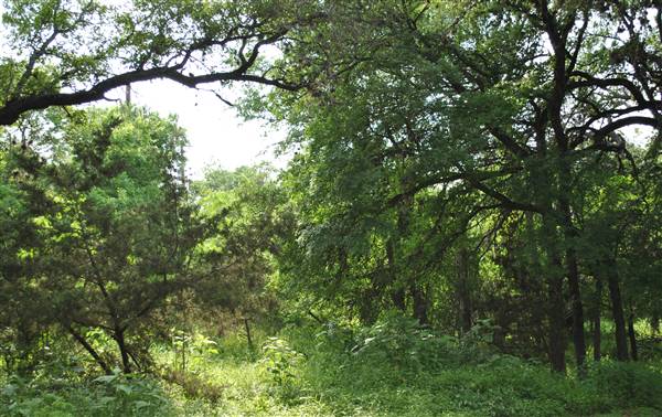 Phil Hardberger Park (4/7/2012)