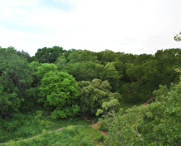 Phil Hardberger Park (4/7/2012)