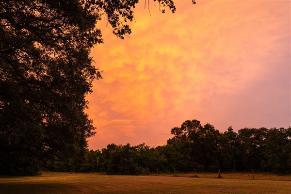 The Oaks of Anahuac (8/8/2025 - Credits: Jeff Fitlow Photography)