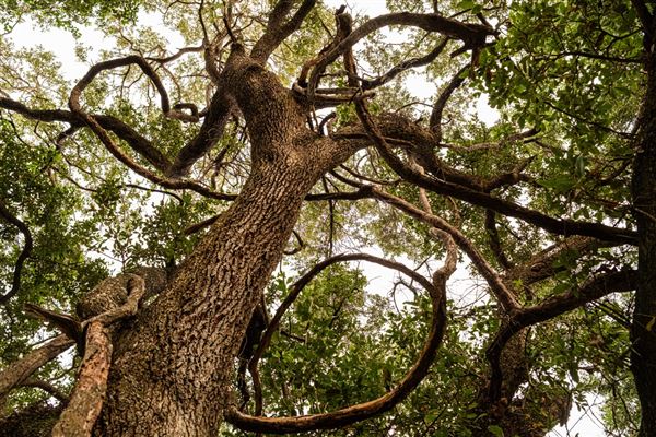The Oaks of Anahuac (8/8/2025 - Credits: Jeff Fitlow Photography)