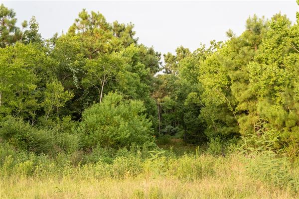 The Oaks of Anahuac (8/8/2025 - Credits: Jeff Fitlow Photography)