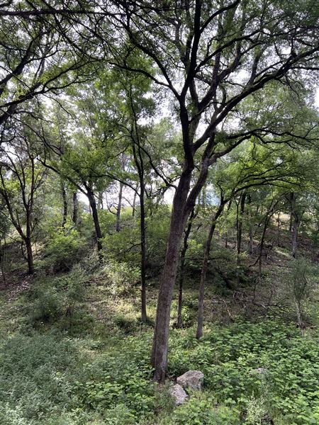 Riva Ridge (2/4/2026 - Credits: submitted by: Sabina  Nugent)