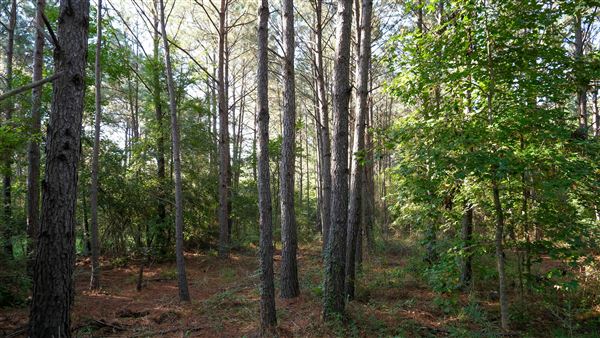The Oaks of Anahuac (9/12/2025 - Credits: Houston Film Commission)