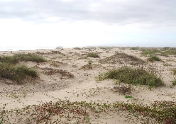 Boca Chica Beach & Dunes (3/2/2005)