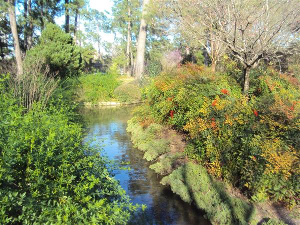 Japanese Garden in Hermann Park (3/7/2013)
