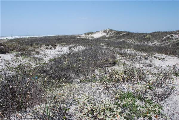 Matagorda Island (4/4/2013)