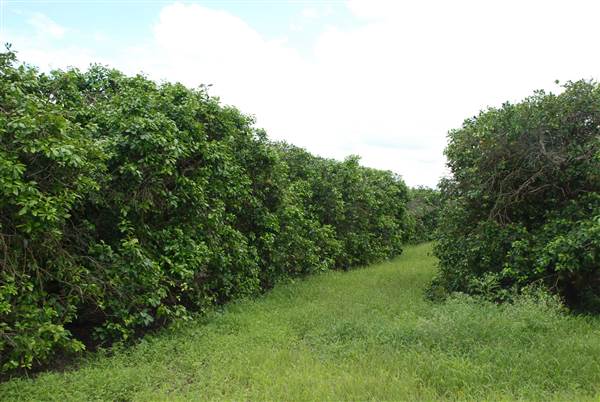 Loop Farms Inc (9/25/2014)