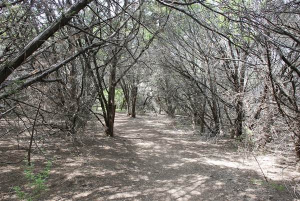 Cedar Hill State Park - Talala Trail (4/15/2015)