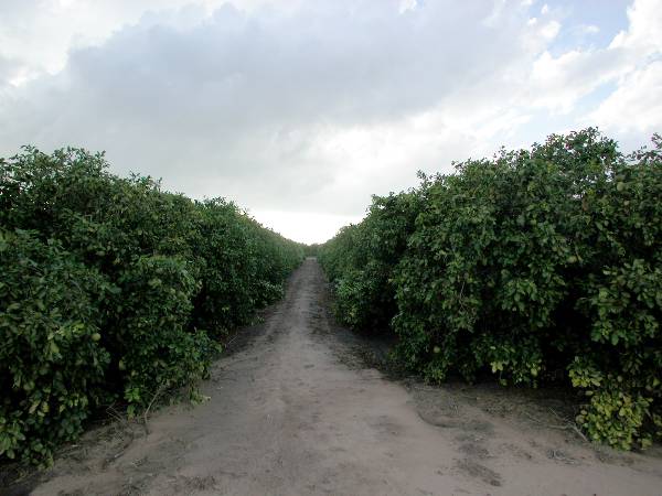 Grapefruit Orchard (9/16/2002)