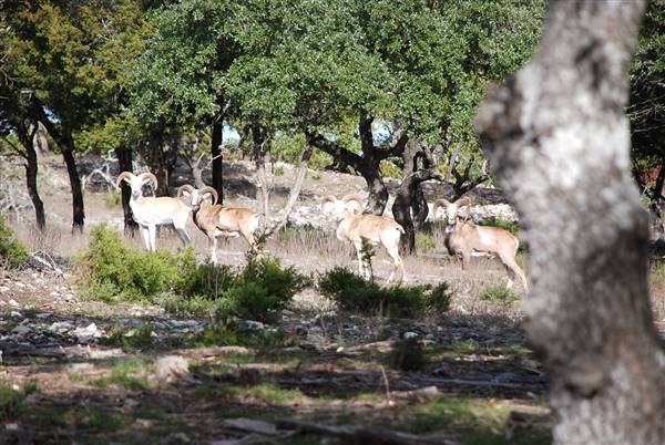 Longhorn River Ranch (12/9/2015)