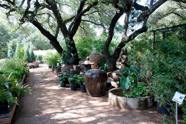 Hill Country Water Gardens & Nursery (8/11/2017)