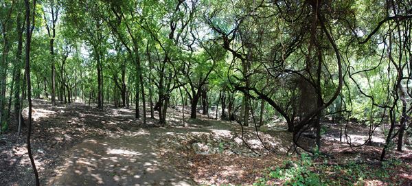 Judson Nature Trails (7/5/2018)