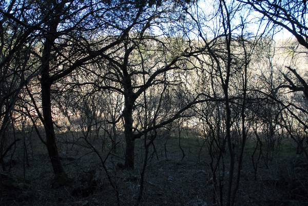 Milton Reimers Ranch County Park (3/7/2008)