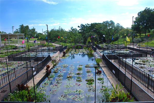 International Waterlily Collection (6/13/2019)