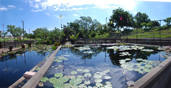 International Waterlily Collection (6/13/2019)