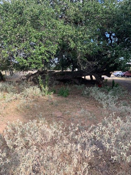 Rose Ranch (9/27/2021 - Credits: Roy Rose on my I-Phone)