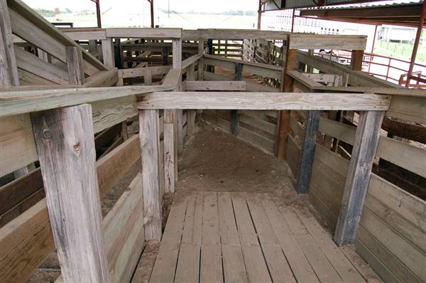 Navasota Livestock Auction (9/15/2009)