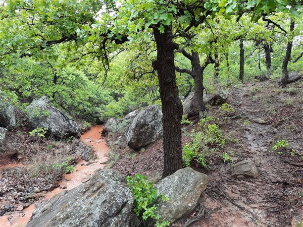 Windy Ridge Ranch (6/14/2022)