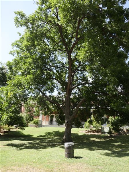 Mayborn Museum Complex (7/23/2022 - Credits: Matt Miller)
