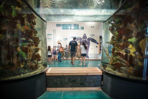 Sea Turtle Inc (2/3/2023 - Credits: Sea Turtle Inc.)