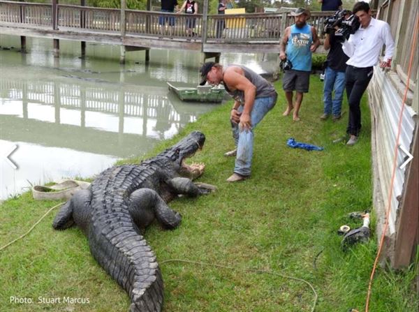 Gator Country (5/17/2023)