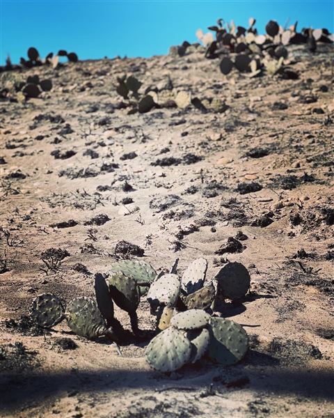 Borger Outskirts (4/30/2022 - Credits: Deidra Thomas; Charles Gillingham)