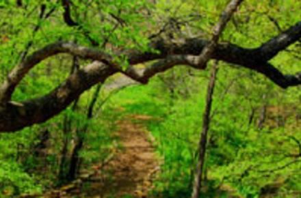 The Molly Hollar Wildscape (5/1/2023 - Credits: Owner)