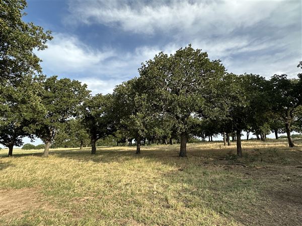 Fairlea Longhorn Ranch (7/20/2023 - Credits: K.Beck)