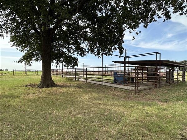 Fairlea Longhorn Ranch (7/20/2023 - Credits: K.Beck)