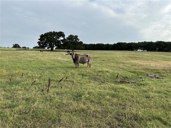 Fairlea Longhorn Ranch (7/20/2023 - Credits: K.Beck)