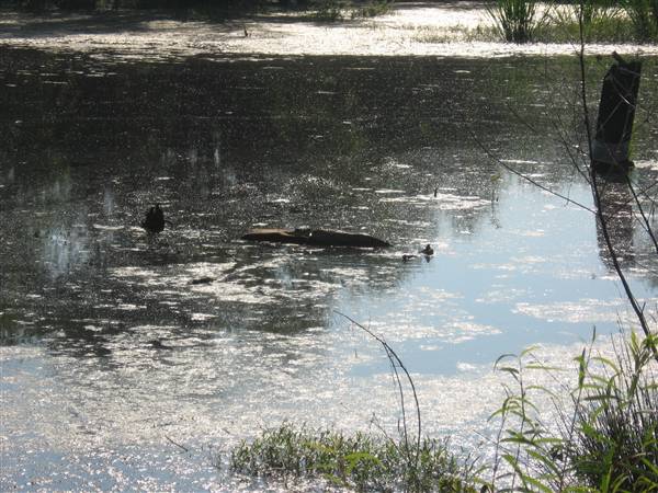 Mineola Nature Preserve (2/11/2009 - Credits: FFTX)