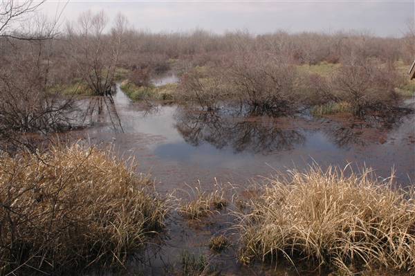 Mineola Nature Preserve (2/11/2009 - Credits: FFTX)