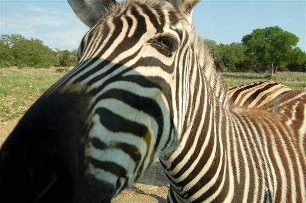 Natural Bridge Wildlife Ranch (4/7/2011)