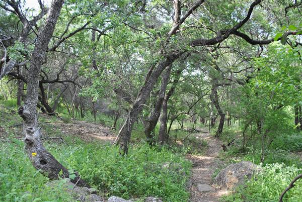 Phil Hardberger Park (4/7/2012)