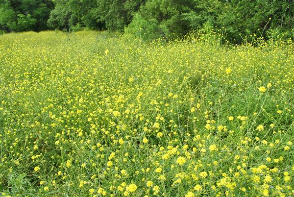 Phil Hardberger Park (4/7/2012)